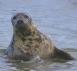 Where to see seals around the Stacks of Duncansby.