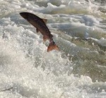 The Falls of Shin is a stop in our Inverness to Thurso tour guide.