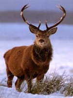 Where to see deer in Caithness.