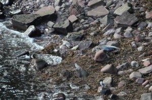 Seals at Duncansby Head