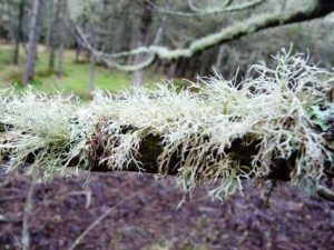 Hairy trees