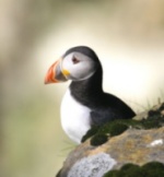 Puffins